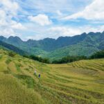 Cảnh ruộng bậc thang và núi ở Pù Luông trong ảnh tư liệu